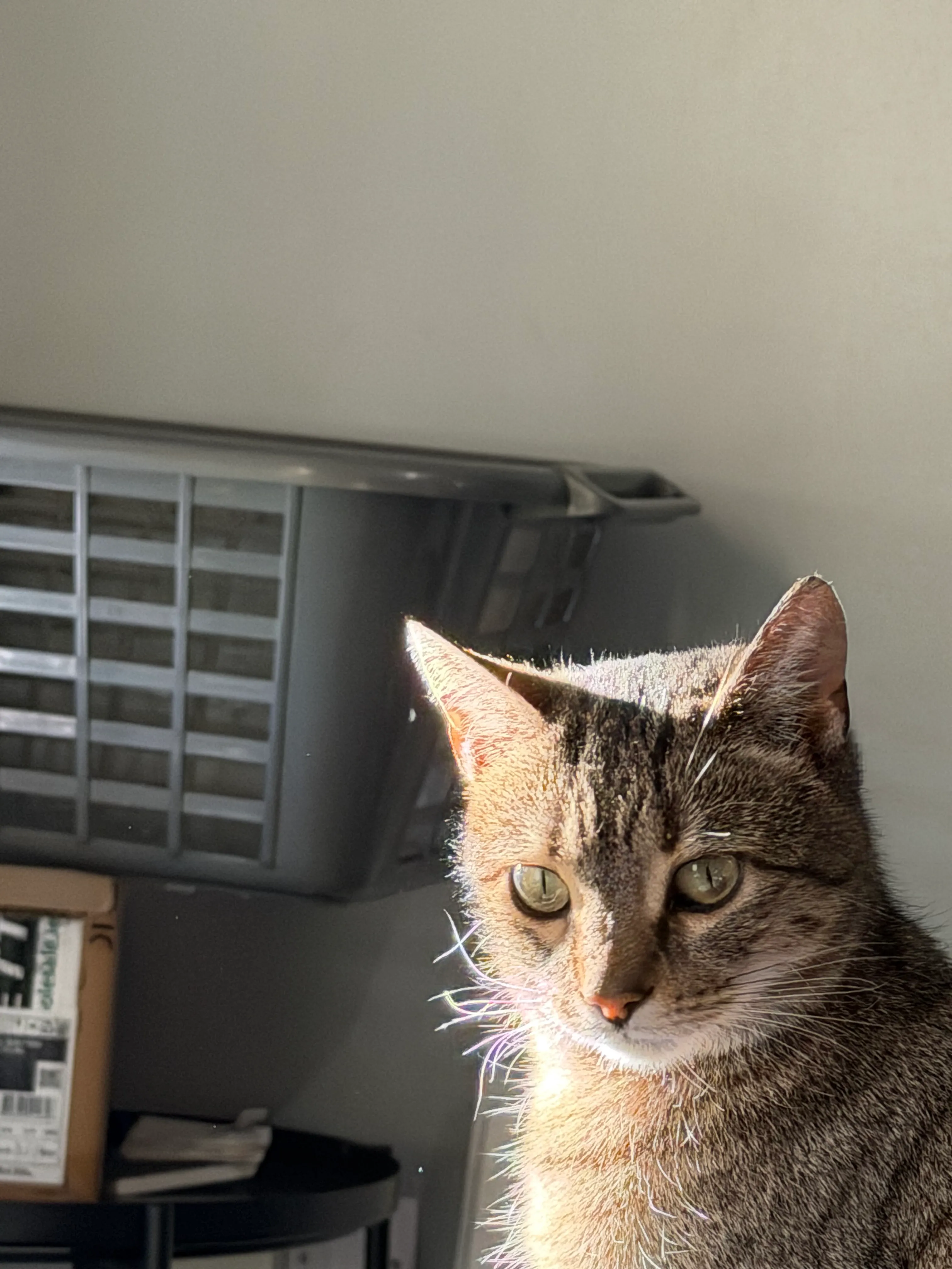 Cat in a sunlit portrait