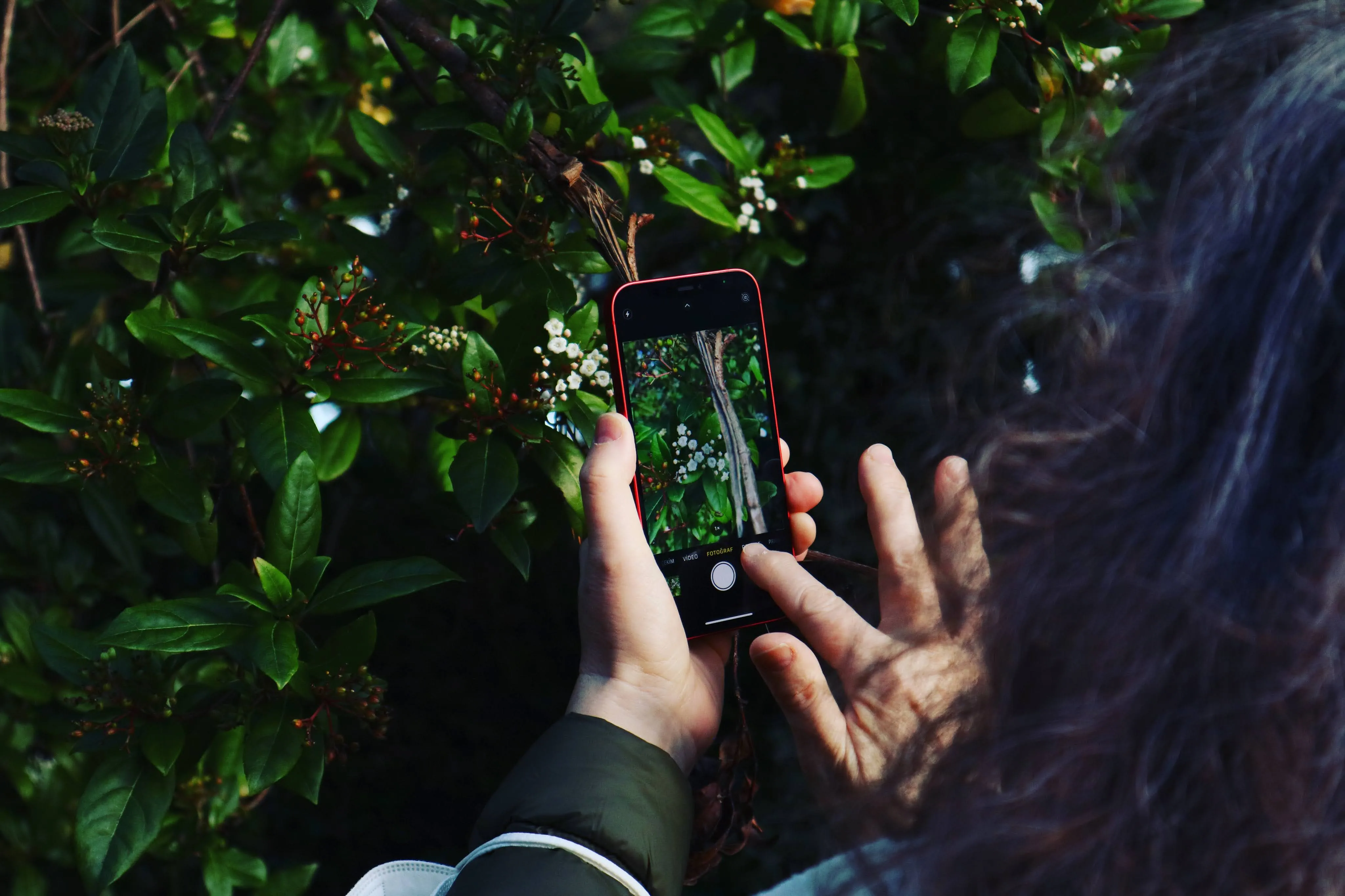 Someone photographing flowers with a phone