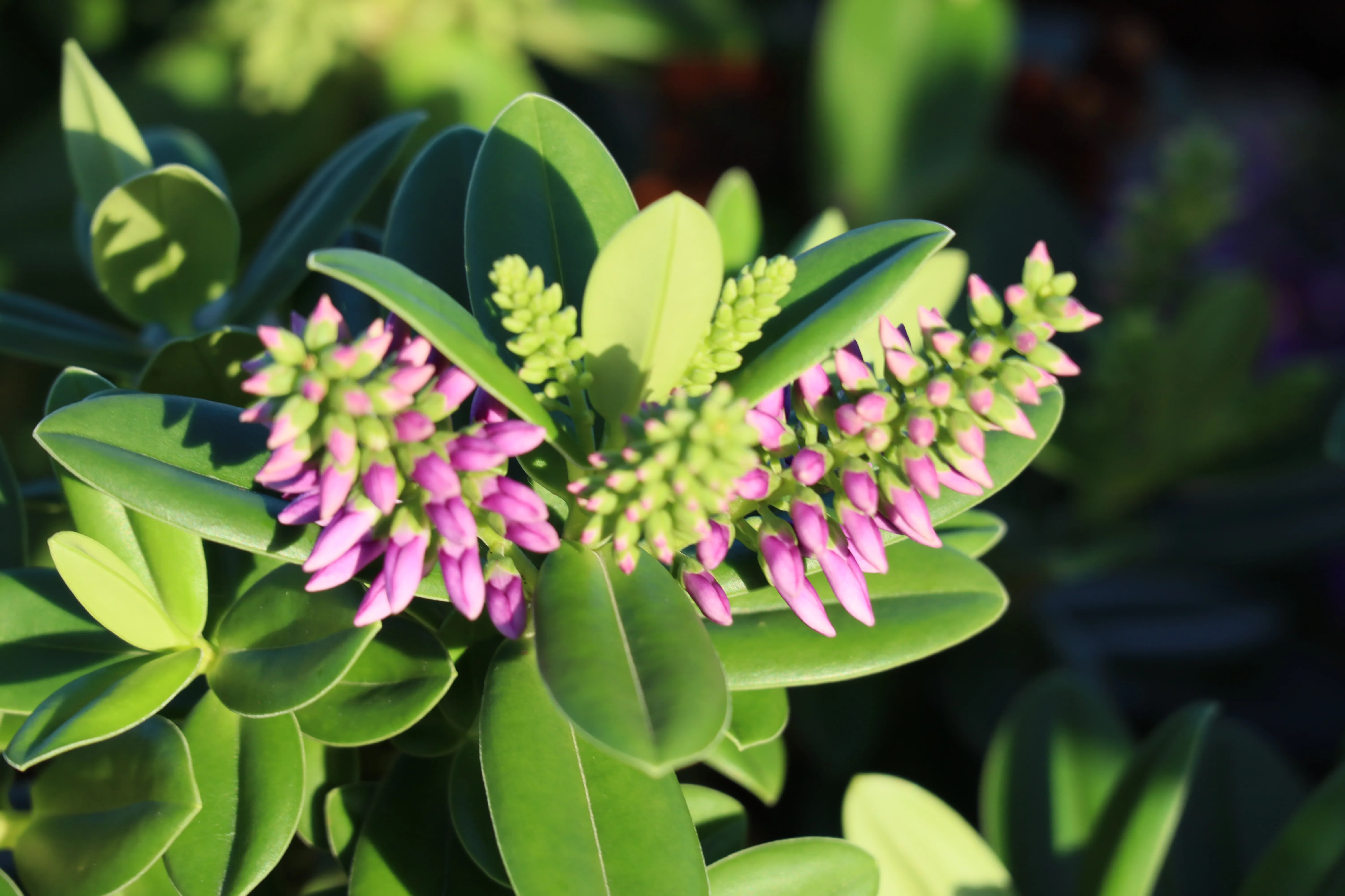 Pink sedum flower buds in sunlight
