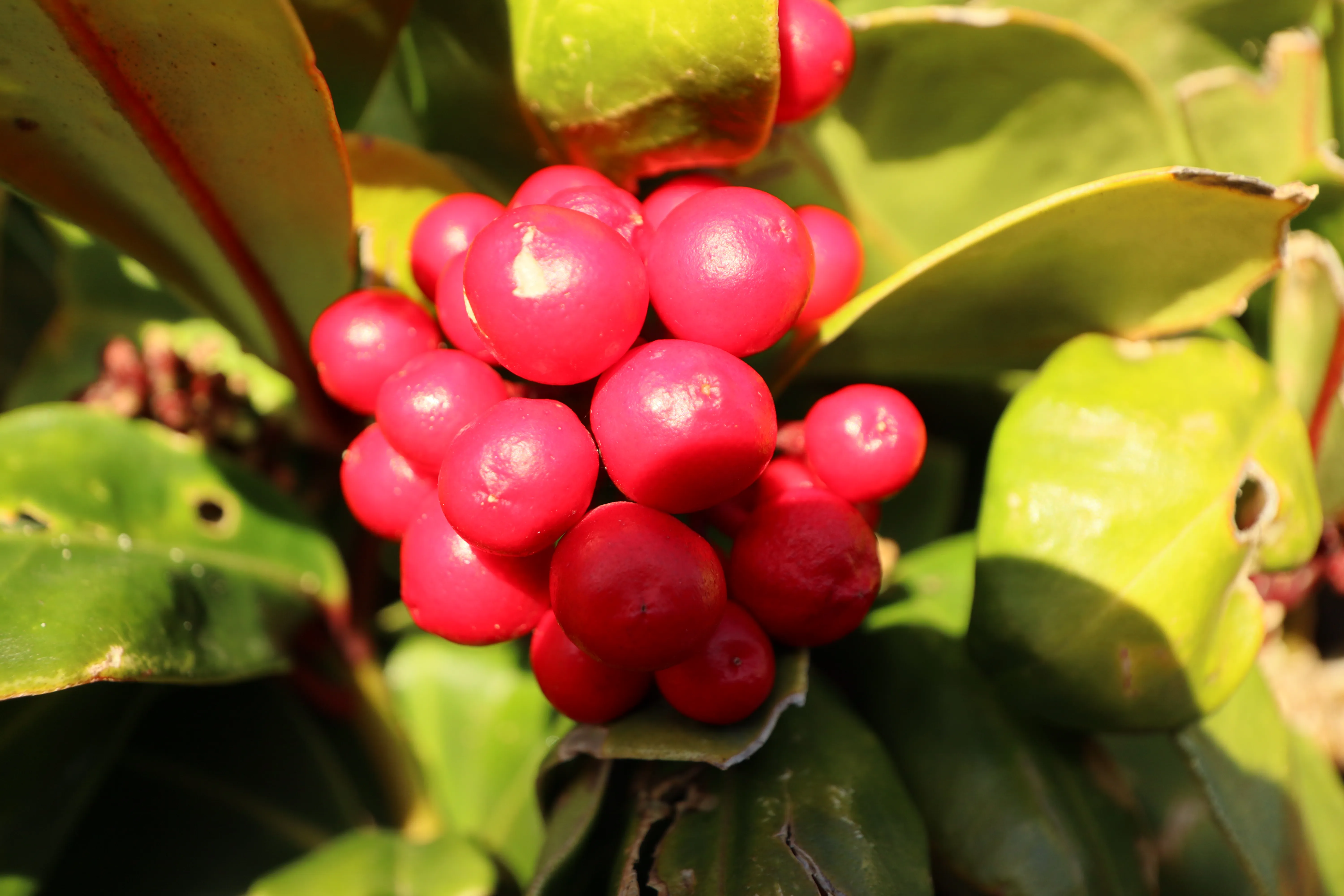 Closeup of red berries