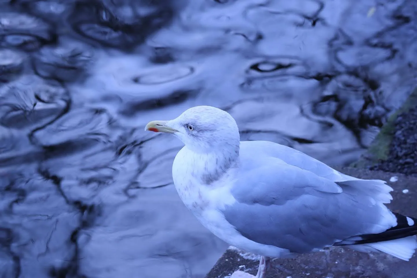 Seagull by the water's edge
