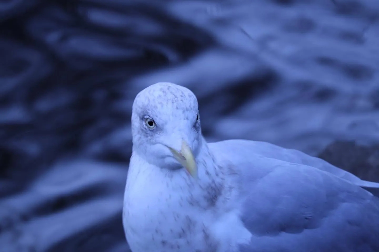 Close-up portrait of a seagull