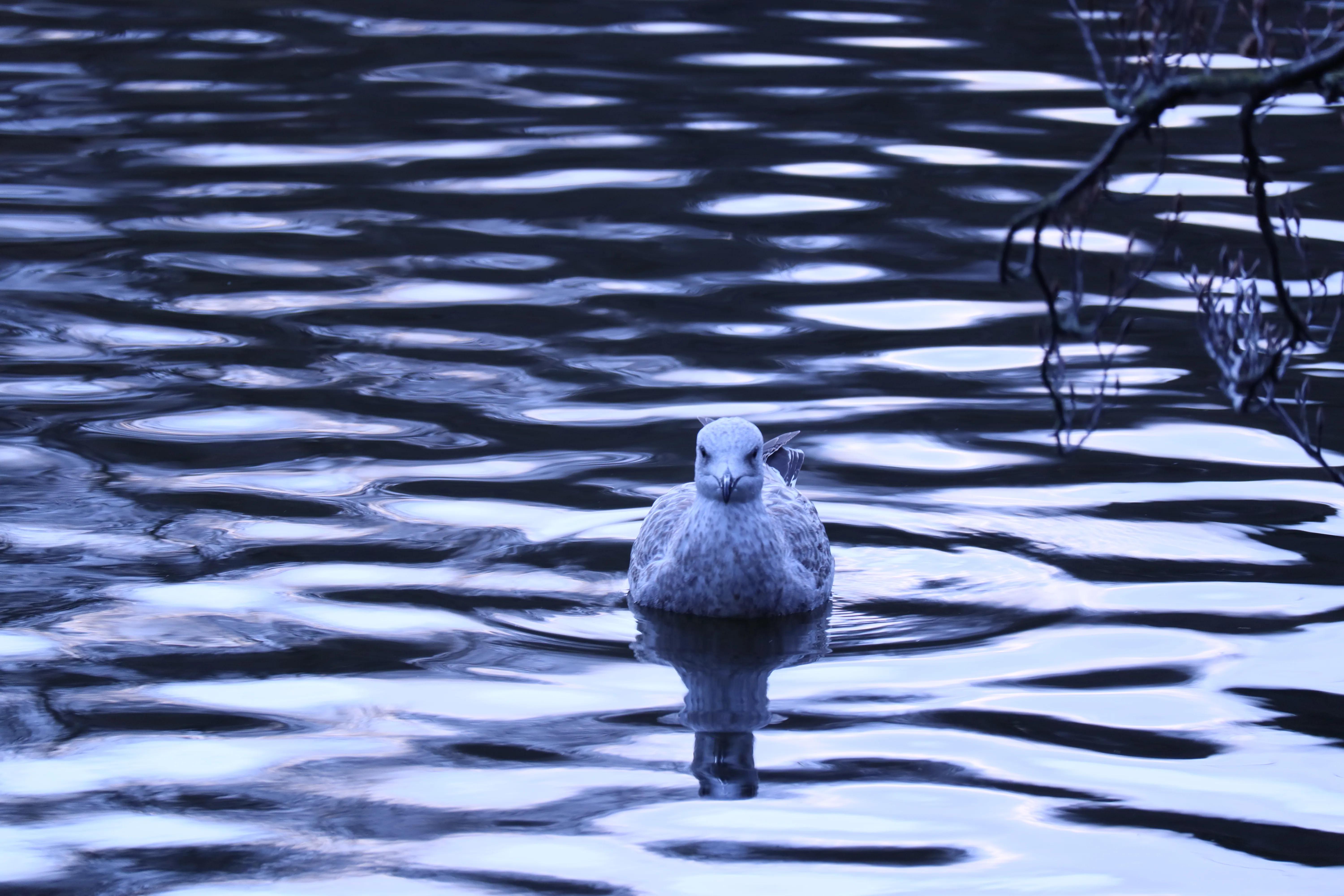 Seagull facing the camera over water