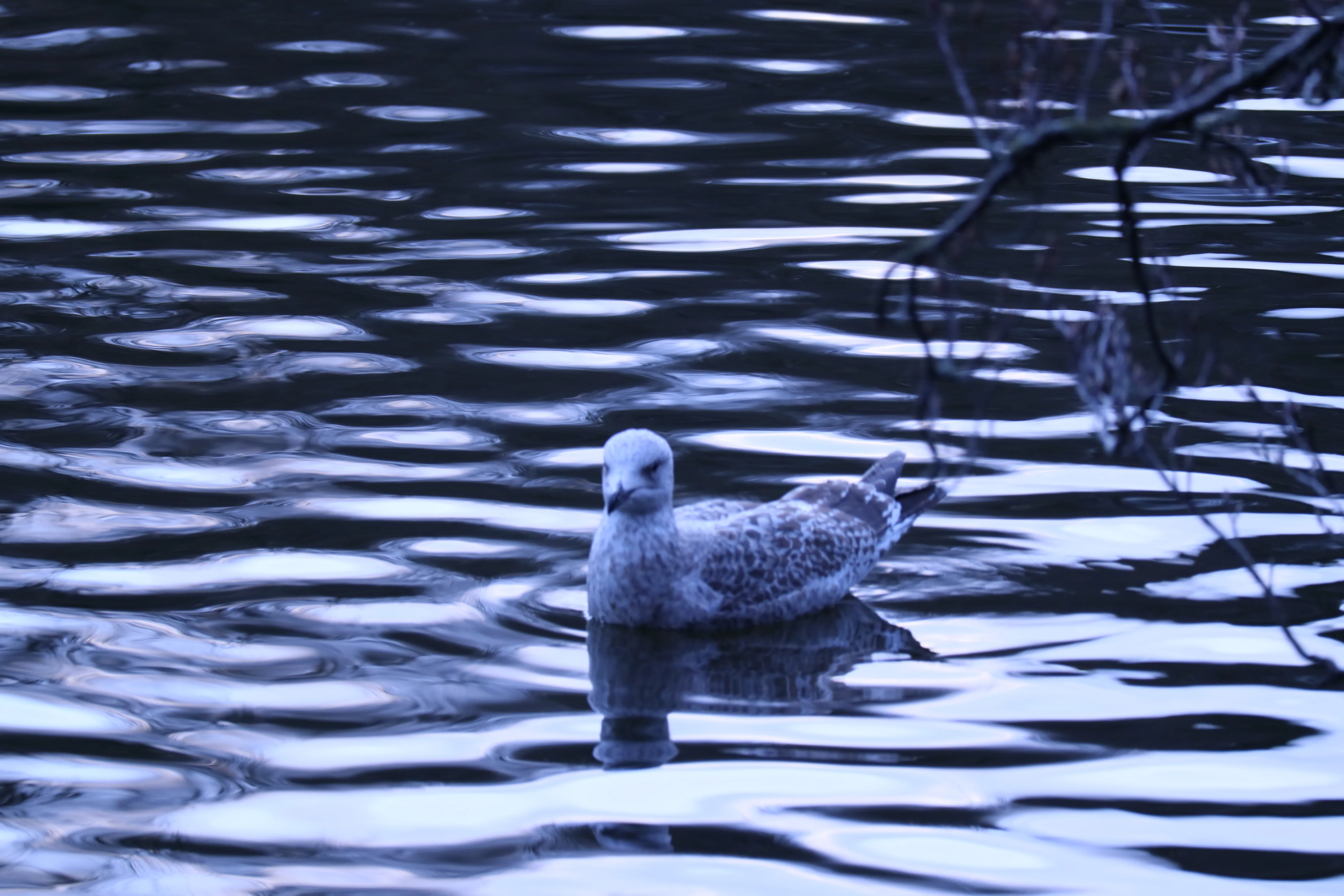 Seagull floating on rippled water