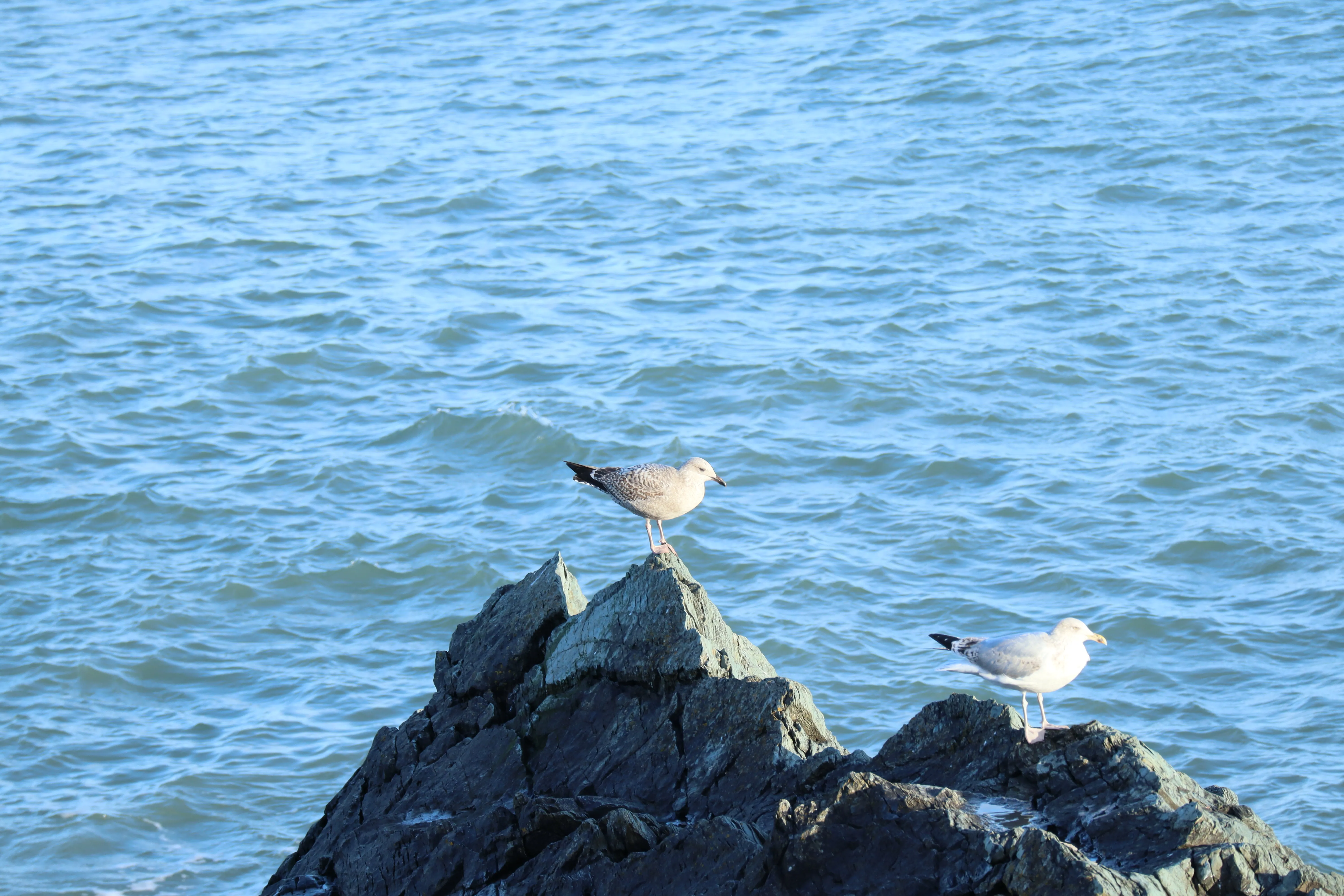 Seagulls perched on rocks