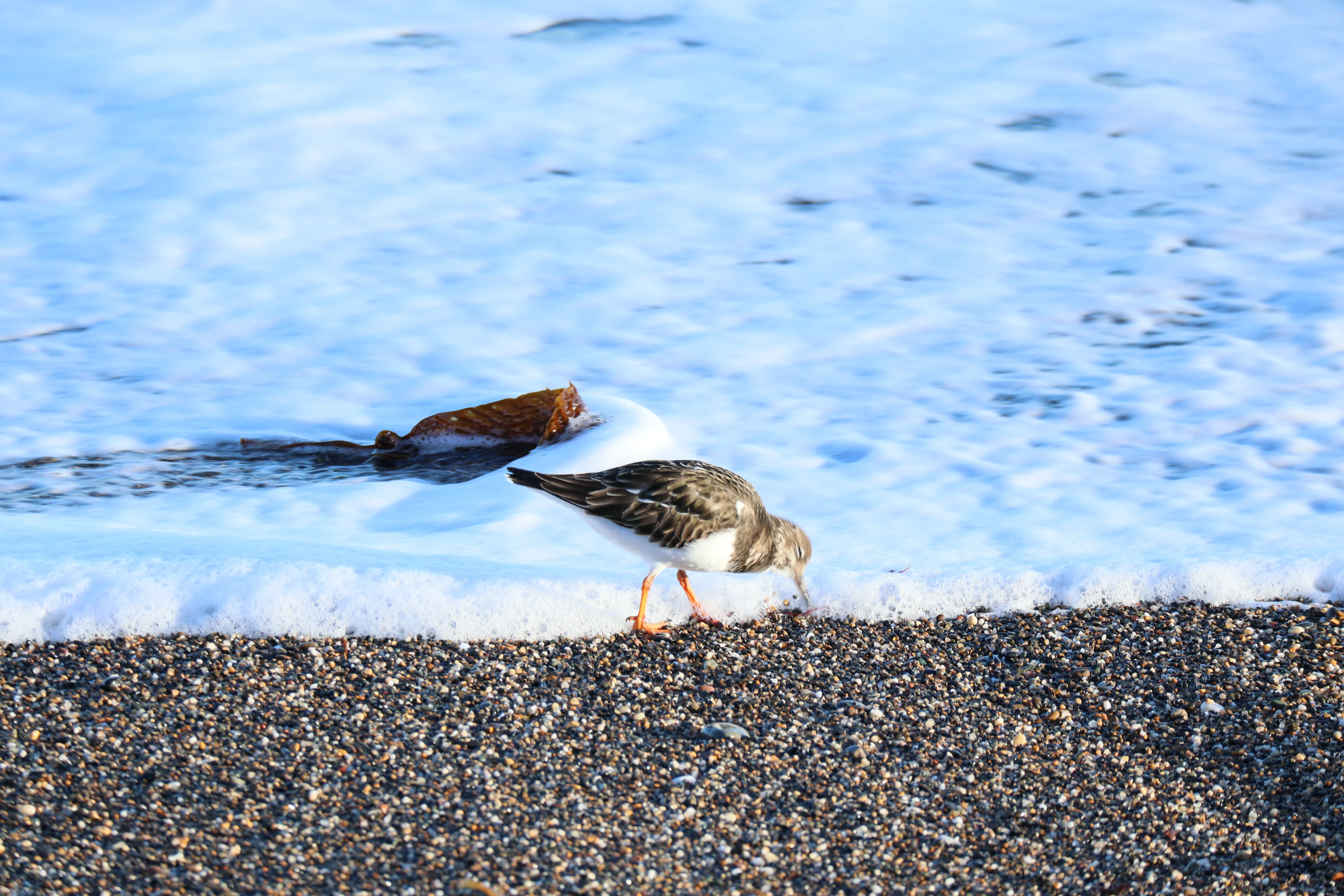 Turnstone foraging along a shoreline