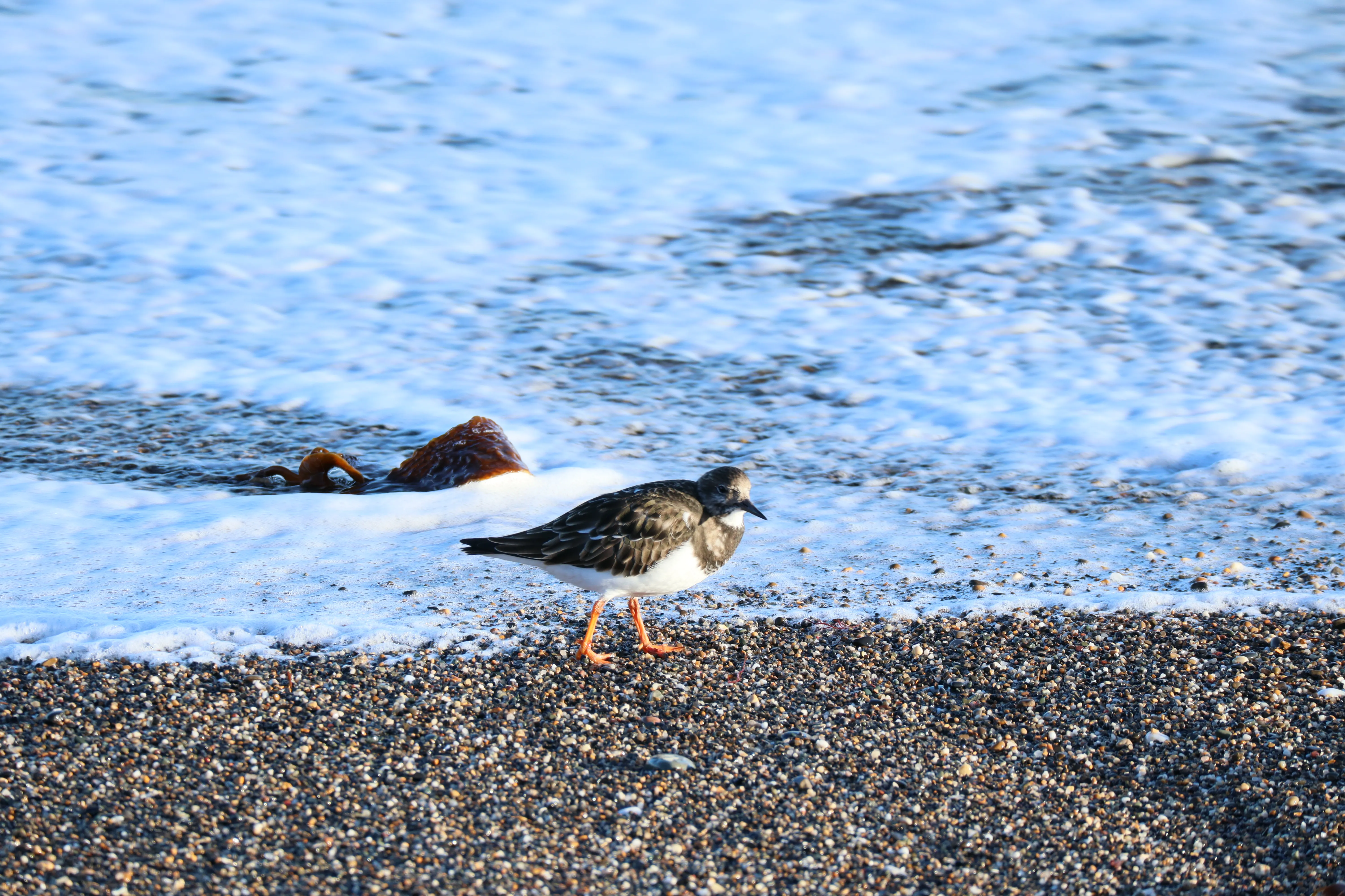 Turnstone walking along a pebble beach