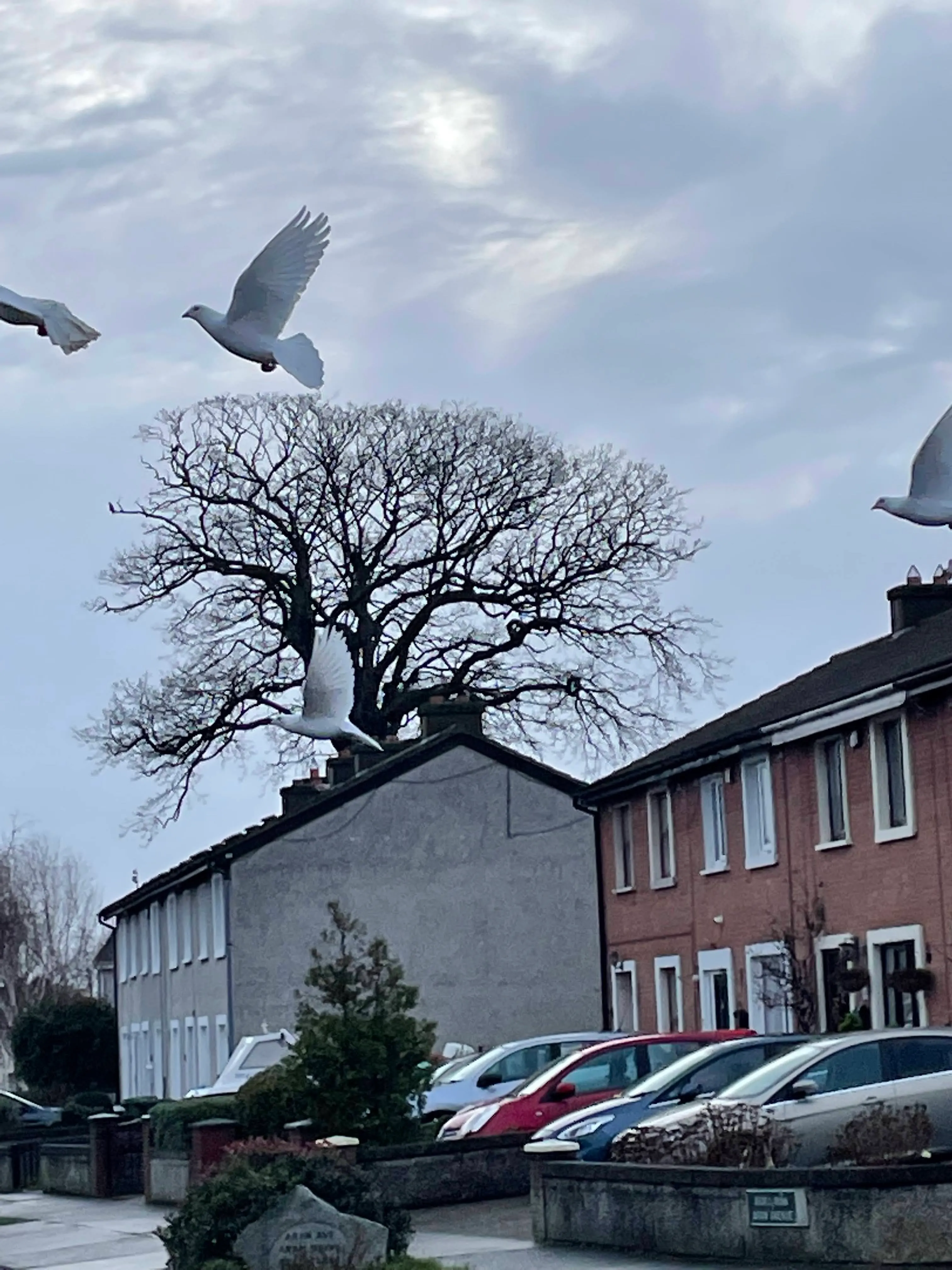 White doves flocking around a bare tree