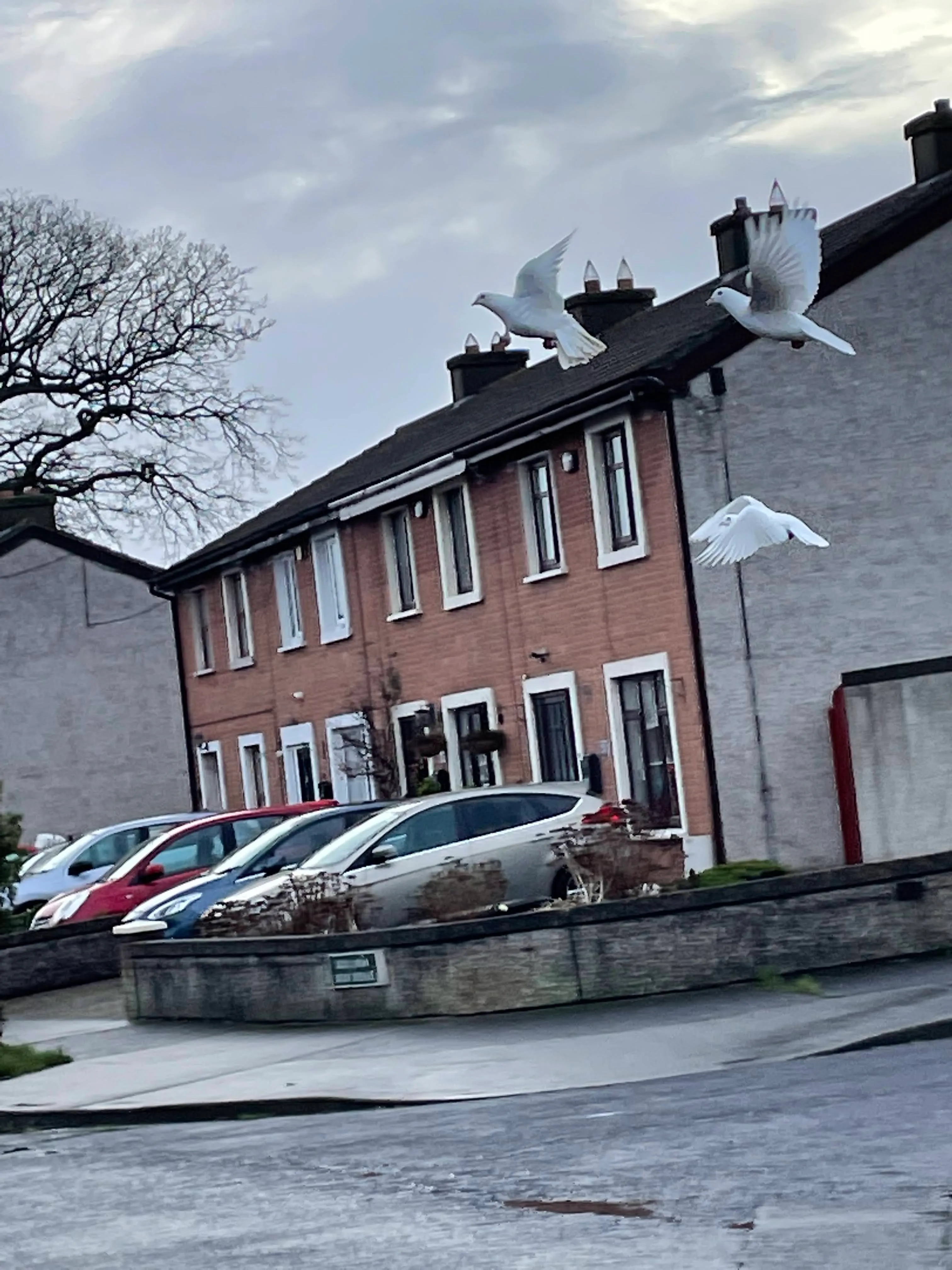 White doves flying over a red brick terrace