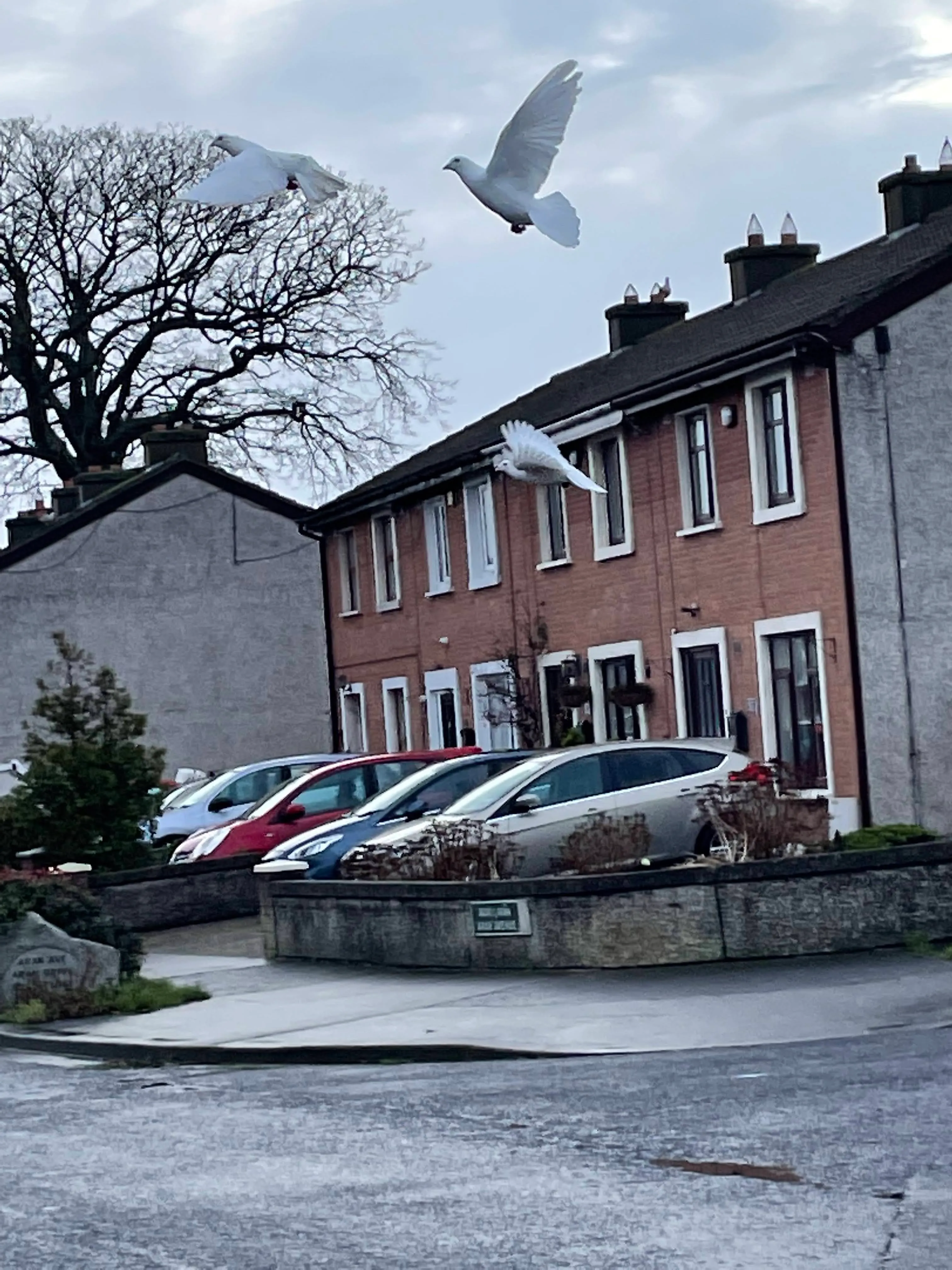 White doves soaring over houses